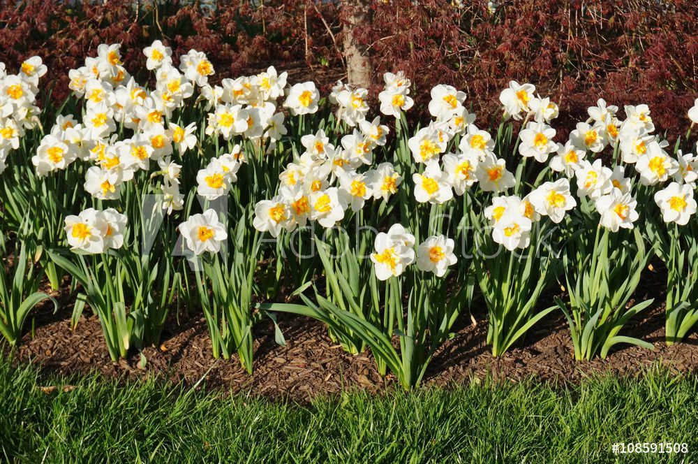 A guide to planting fall bulbs in Northern Utah News, Sports, Jobs